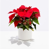 B4 – Holiday Poinsettia 
